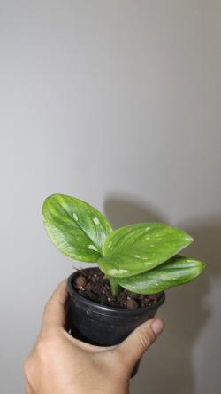 Sadnice - sobne biljke: Monstera Standleyana 